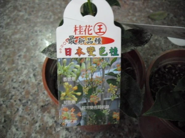 日本變色桂
