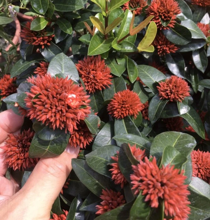 （重瓣矮紅仙丹)鑽石仙丹