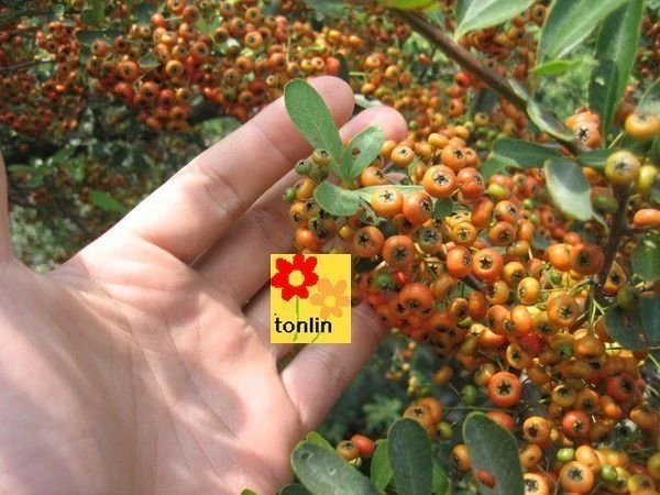 狀元紅(台東火刺木)