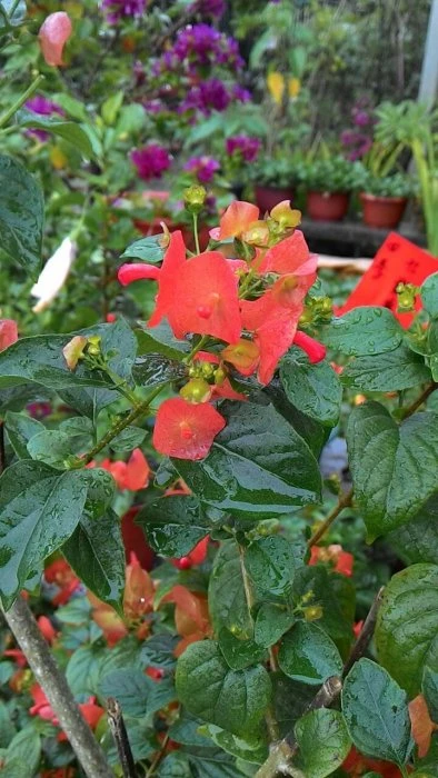 常綠灌木**(陽傘花)官帽花**