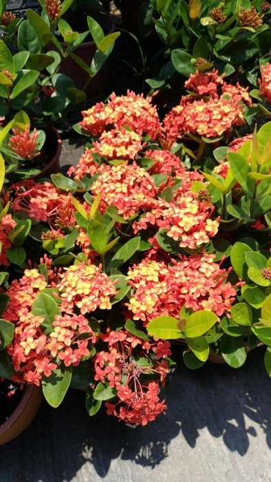 (熊貓仙丹)紅熊貓