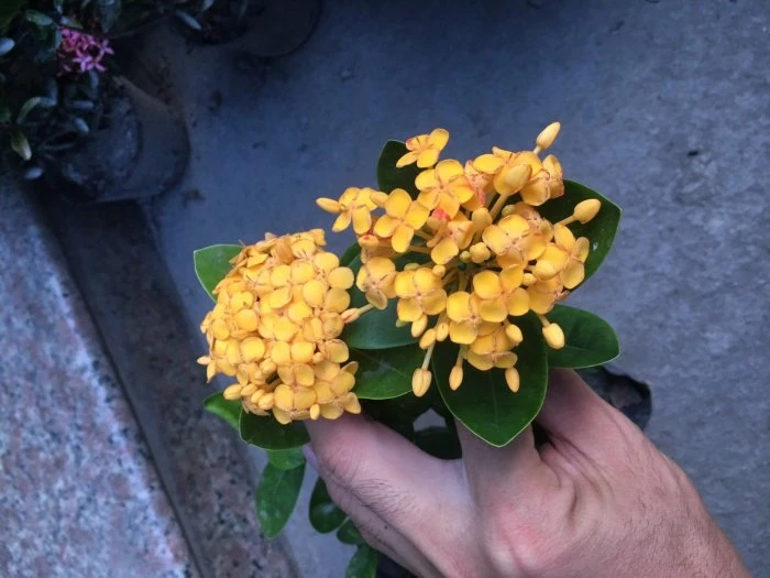 (熊貓仙丹)黃熊貓
