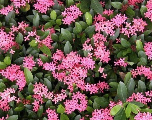 宮粉仙丹