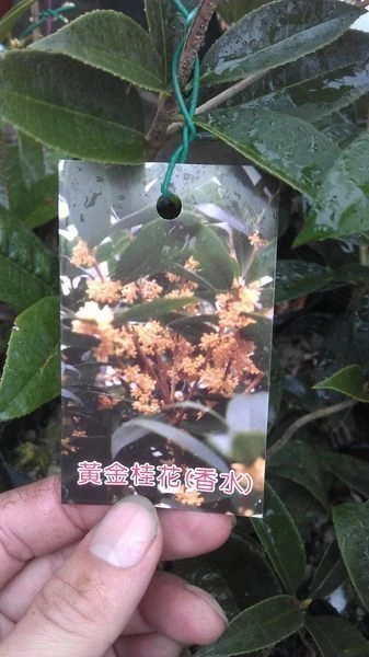 (黃金桂花)金桂