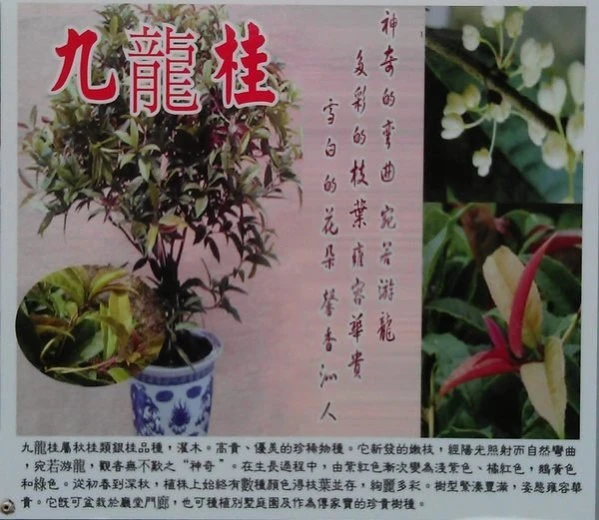 (九龍桂)桂花