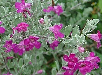(玉芙蓉 ) 紅花玉芙蓉