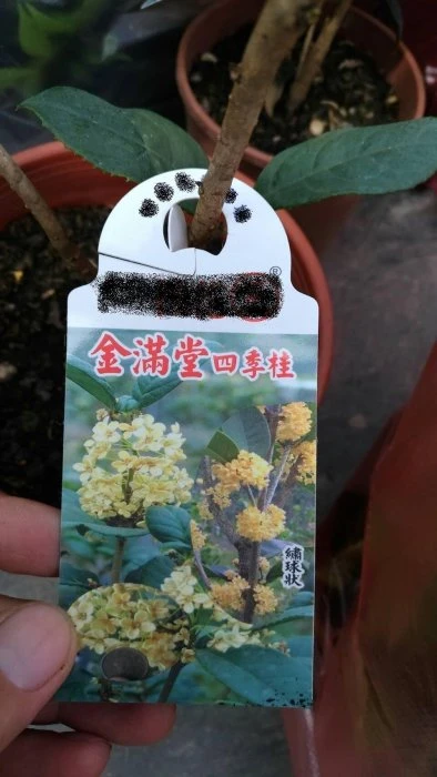 金滿堂四季桂