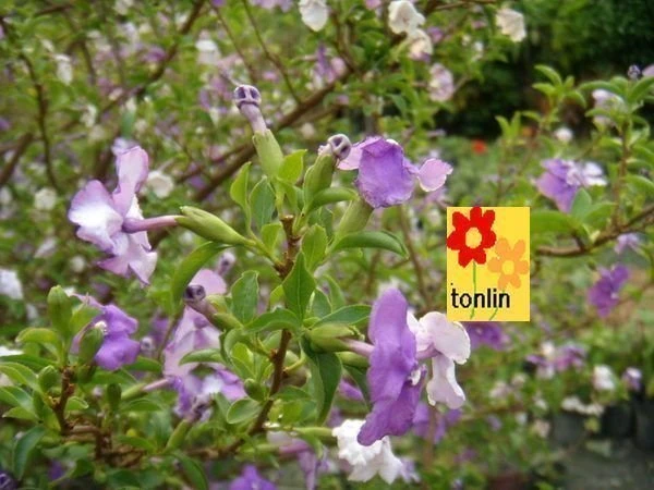 ( 五彩茉莉)番茉莉