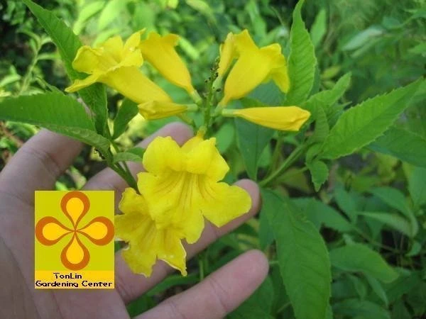 (黃鐘花)黃鍾花