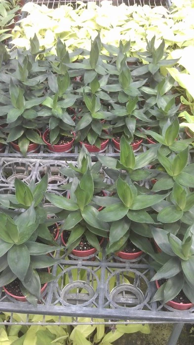 蓮花竹