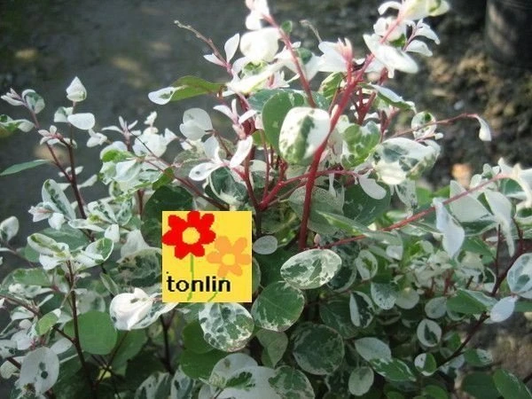 雪花木