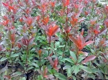 (紅芽石楠)光葉石楠