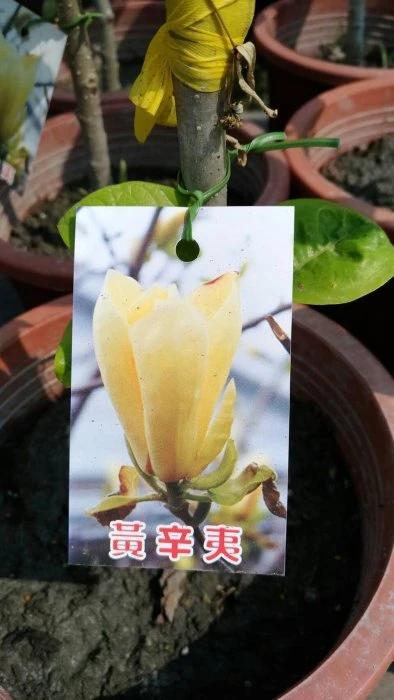(黃辛夷 )迎春花