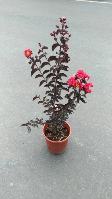 (雙紅紫薇)紫葳
