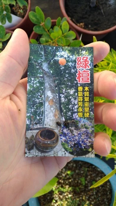 (綠檀)癒創木