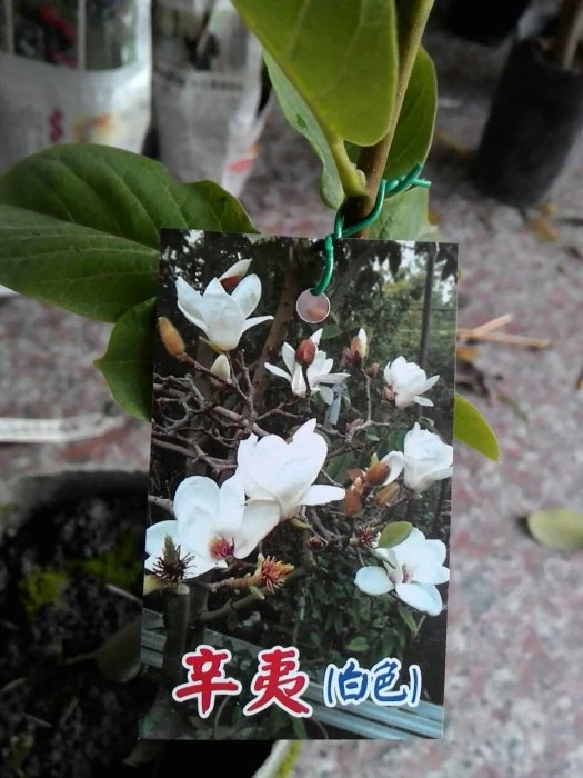 (白花辛夷)辛夷