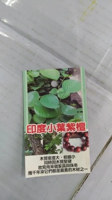印度小葉紫檀