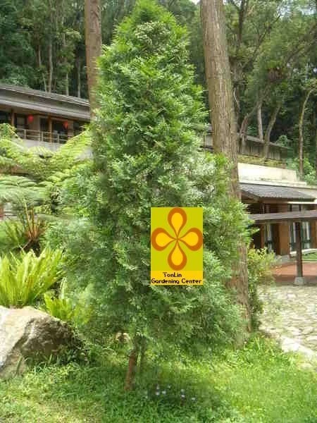 (台灣肖楠)肖楠