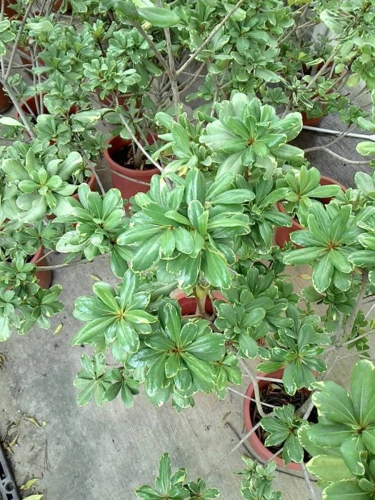 常綠小喬木(斑葉海桐)花葉海桐
