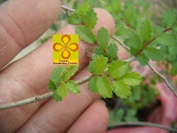 紅雞油(榆樹)榔榆