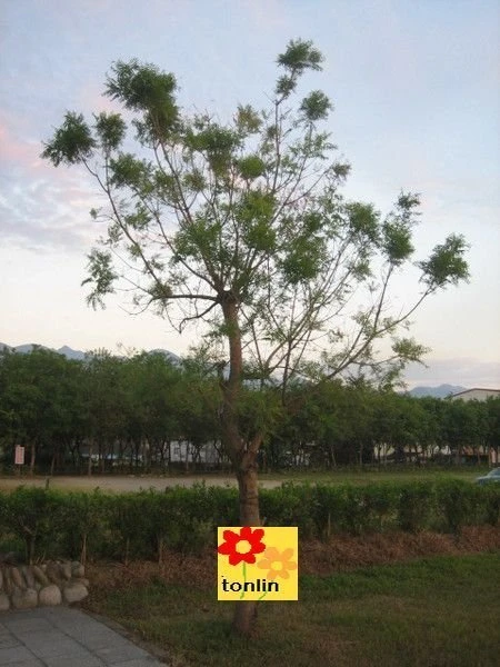 (爛心木)黃連木