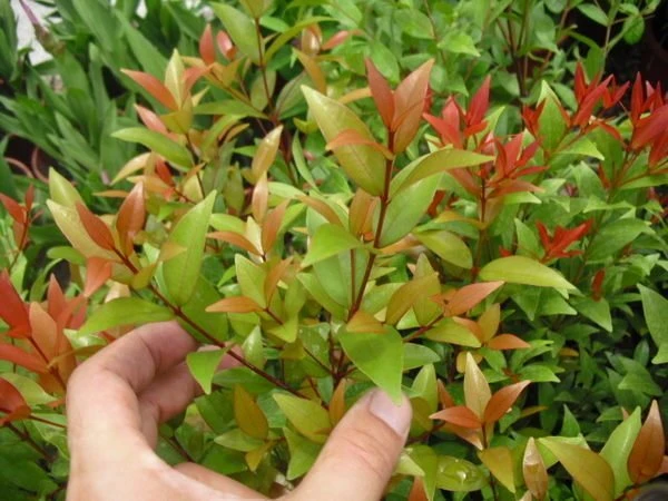 (長紅木)長虹木