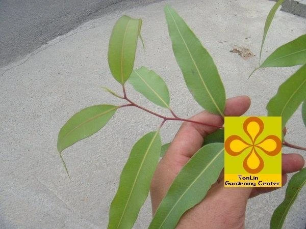 (檸檬桉)檸檬安