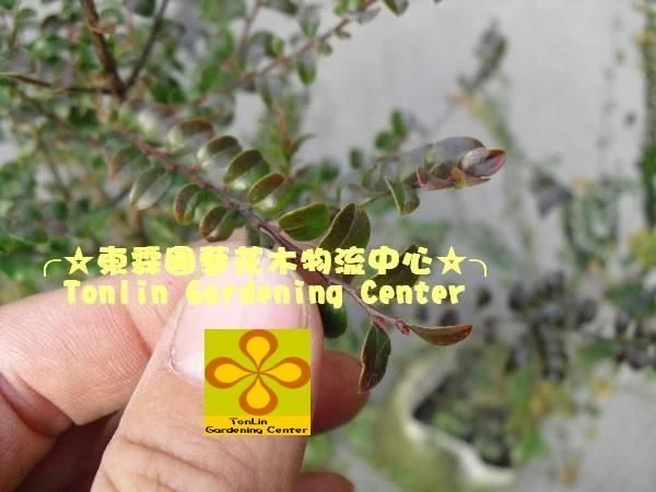 (楓港柿)紅紫檀