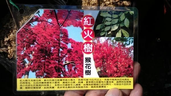 (紅火樹)猴花樹