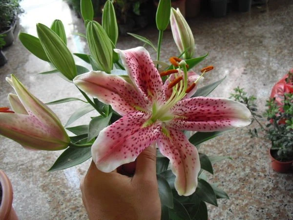 香水百合
