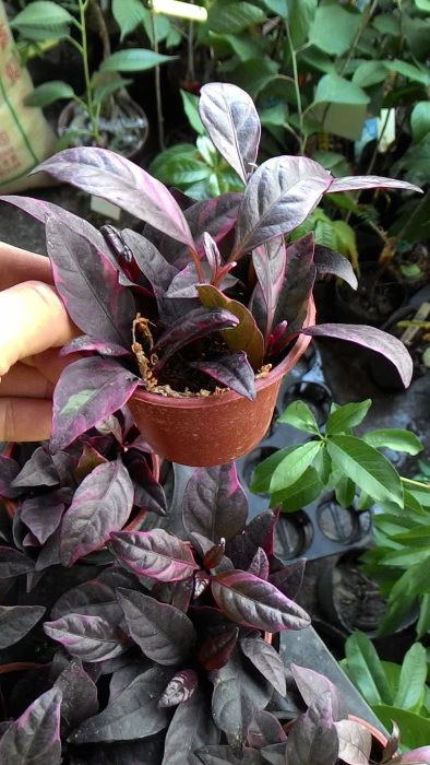 紅葉凝美花