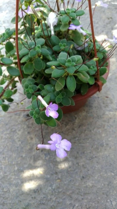 (海豚花)紫花海豚花