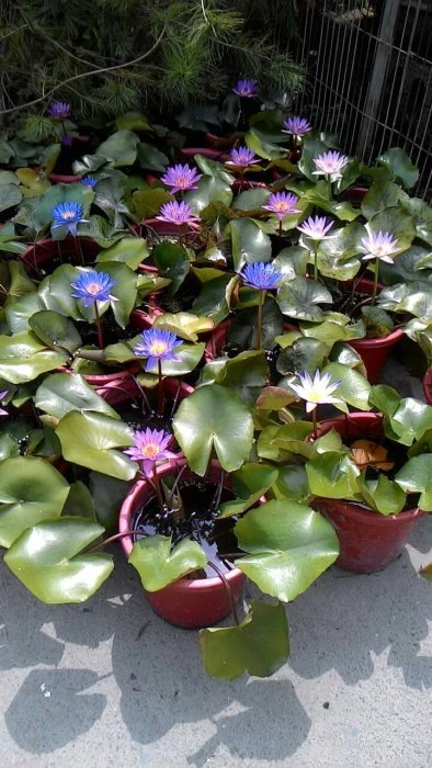 (子母蓮)蓮花