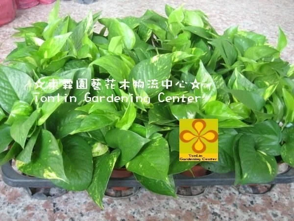 黃金葛