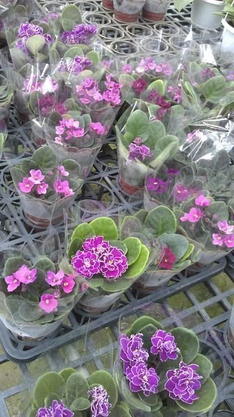 非洲紫羅蘭(非洲菫)