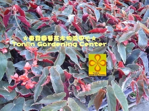 (法國秋海棠)秋海棠