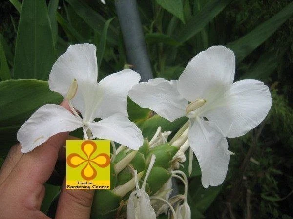 野薑花