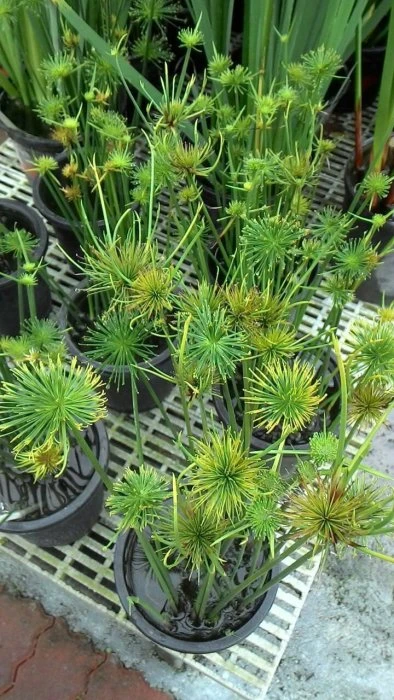 (小紙莎草)矮紙莎草