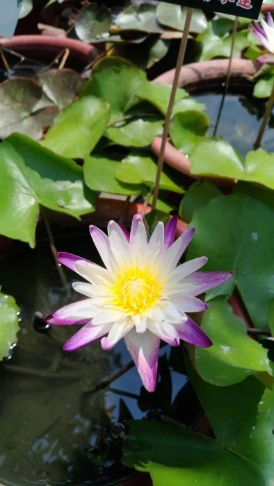 (紫喬依香水蓮)睡蓮