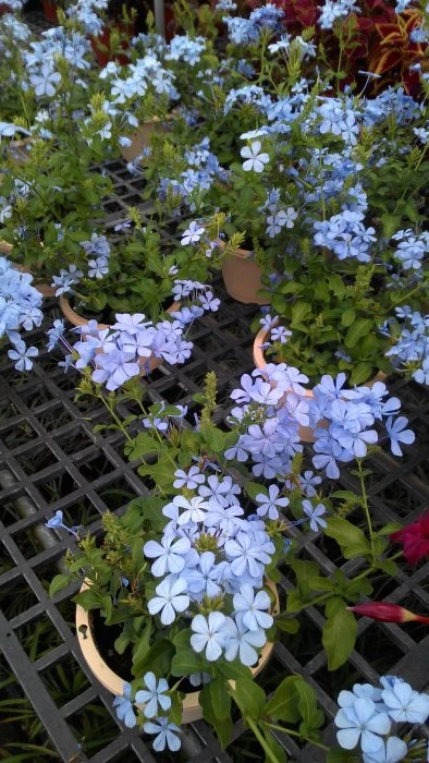 藍雪花