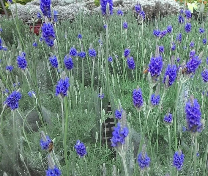 薰衣草