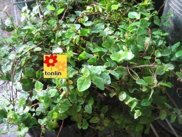 薜荔