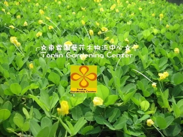 蔓花生