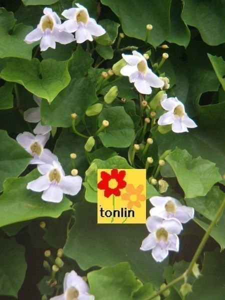 大鄧伯