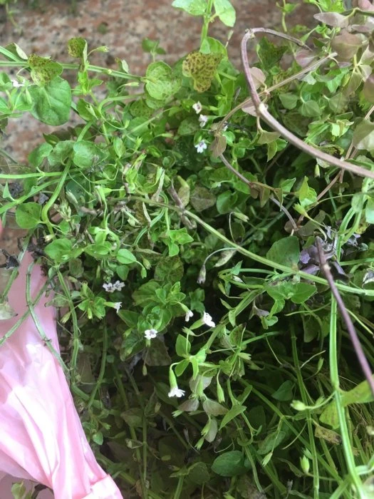 心葉水薄荷