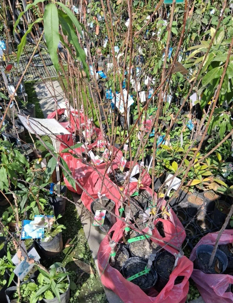 大果黃肉李