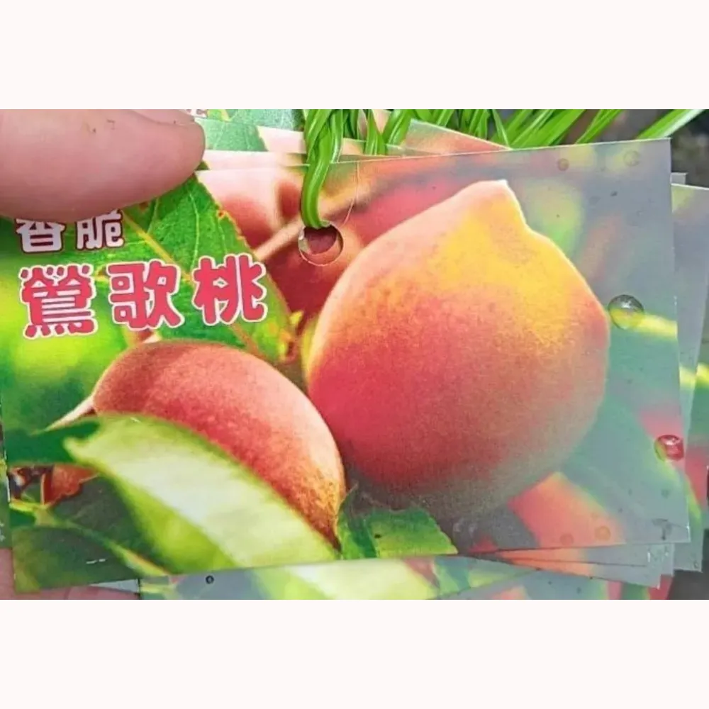 鶯歌桃