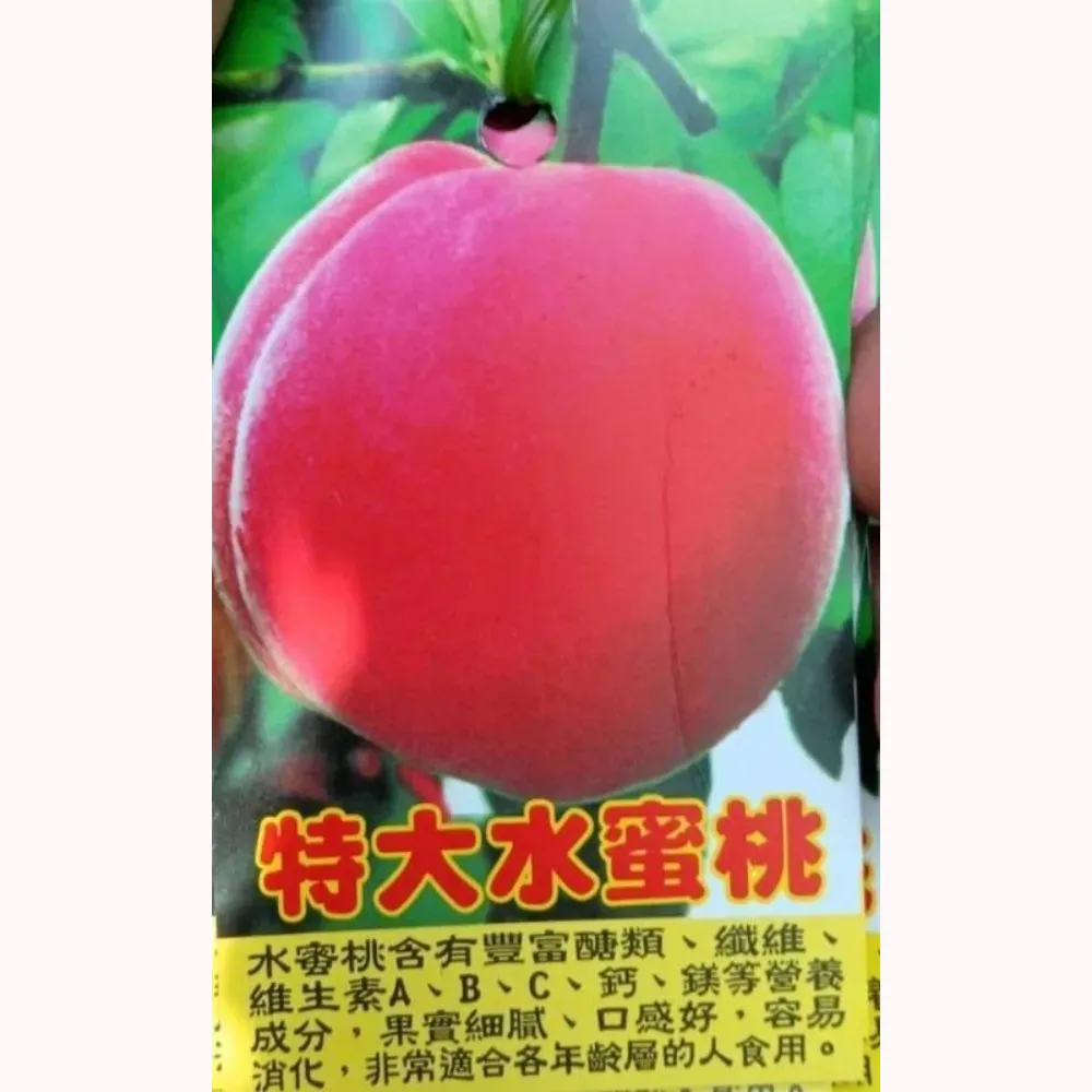 特大水蜜桃