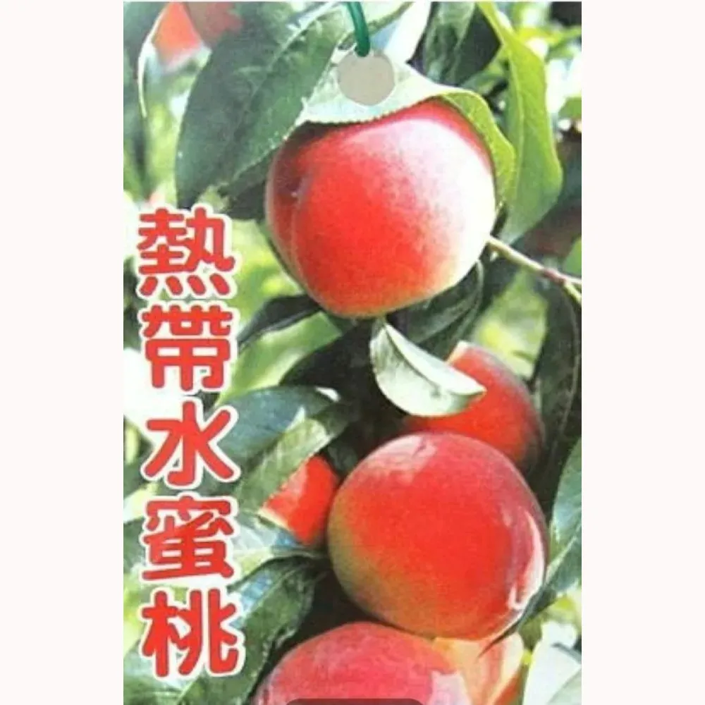 熱帶水蜜桃