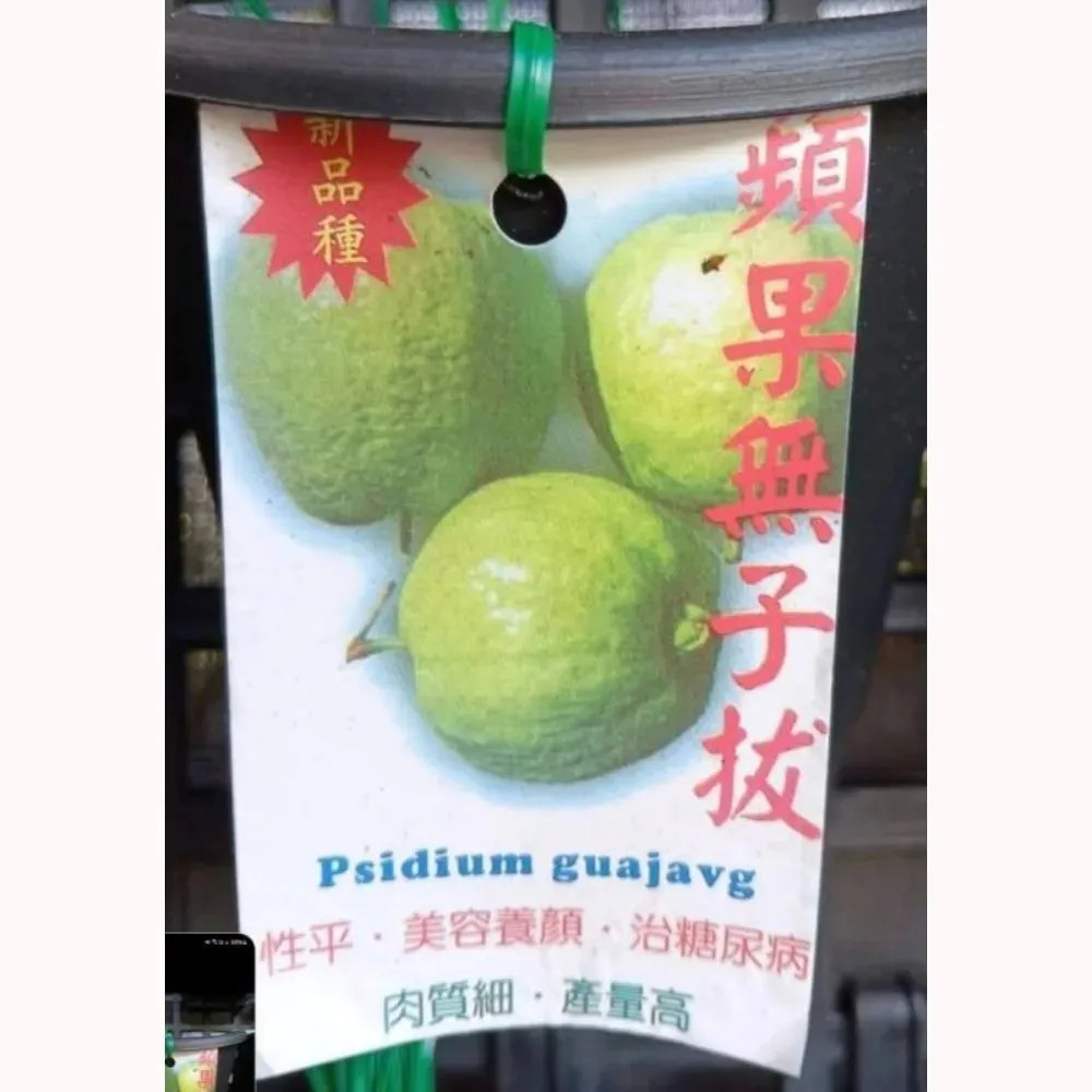 蘋果無子拔